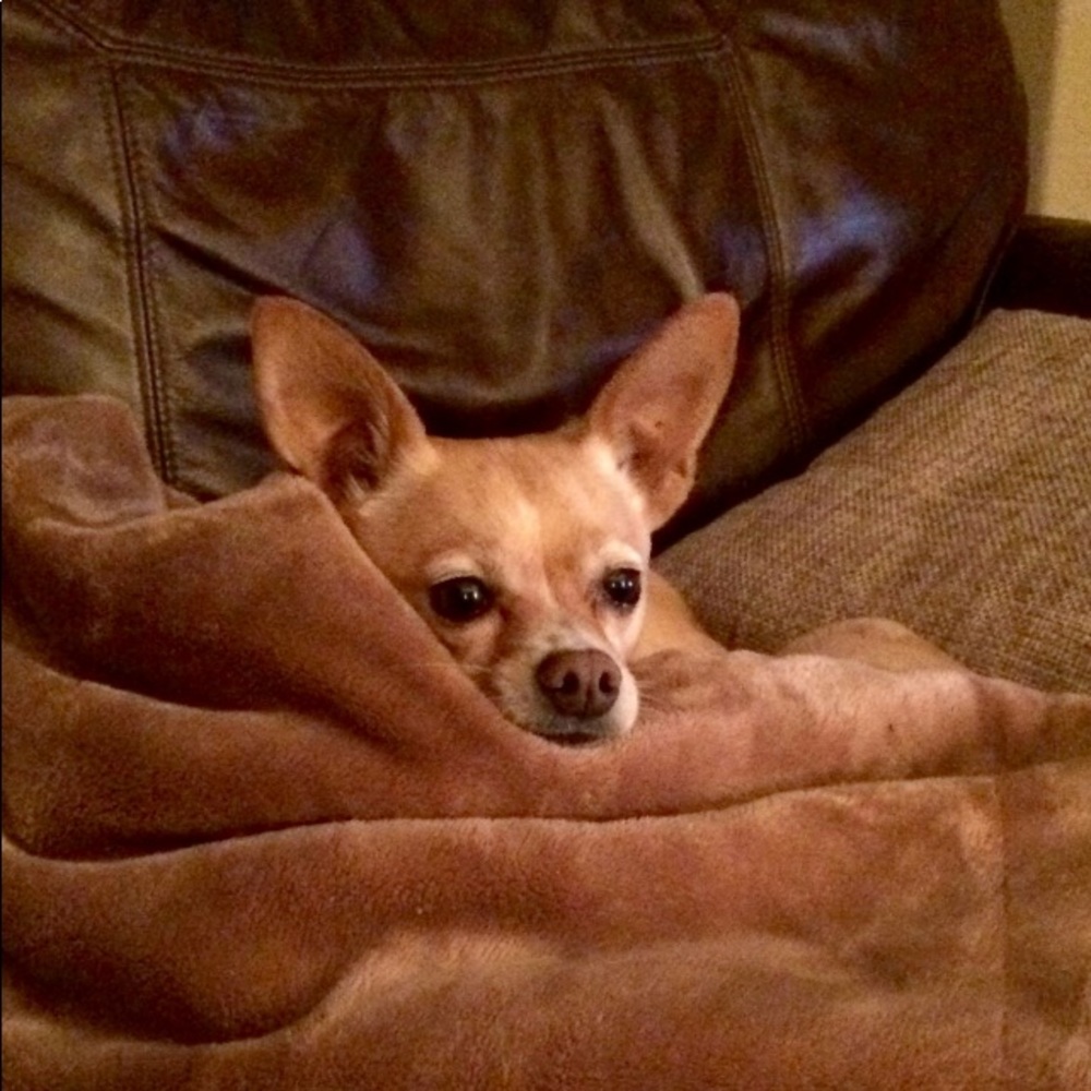 Meet your Posher, Phil